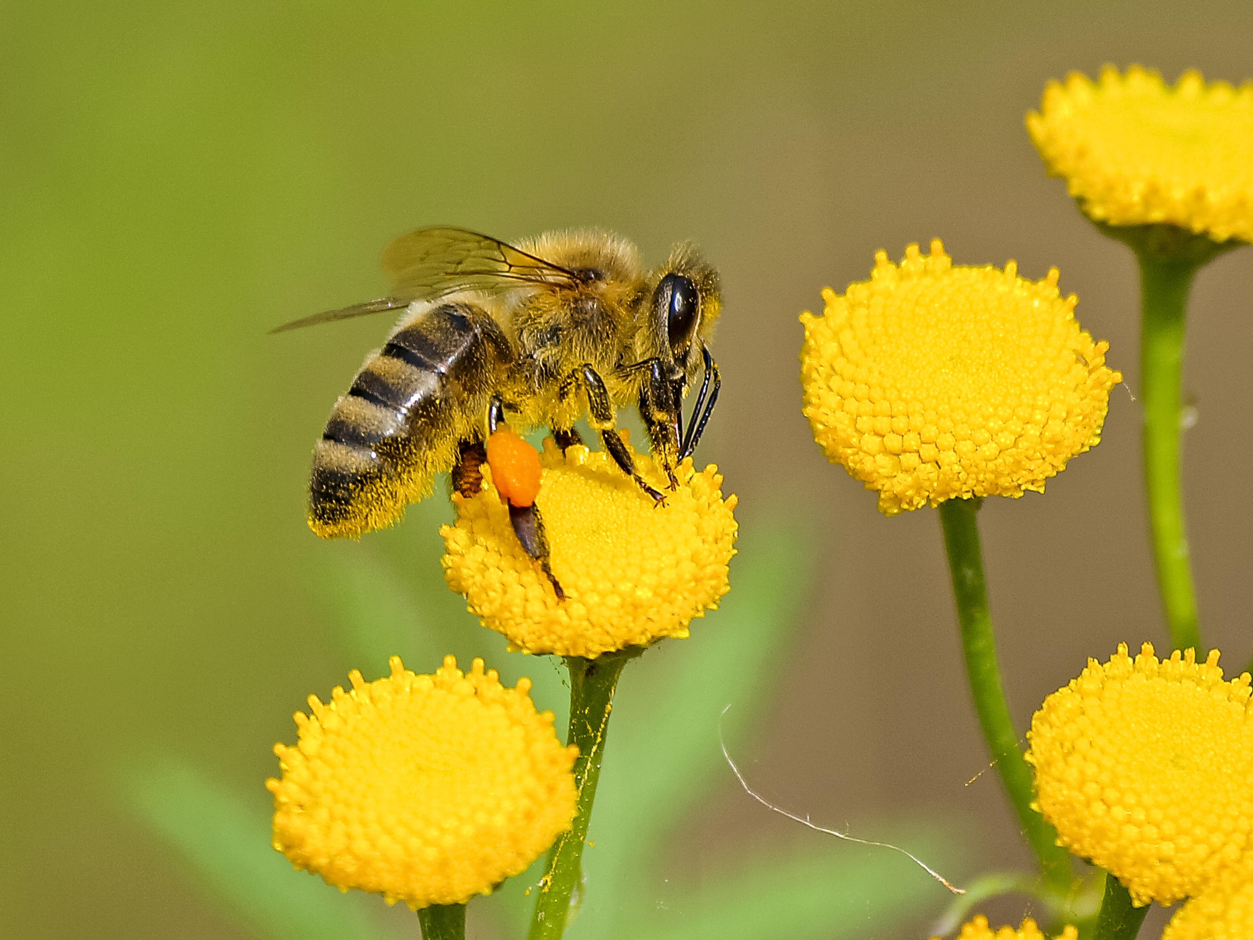 Bee a Hero!